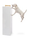 Parson Russell terrier jumping at a bone
