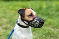 Parson Russell Terrier on nature in the grass. Dog breed Jack Russell Terrier walking wear muzzle in park. Royalty Free Stock Photo