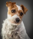 Parson russell terrier portrait