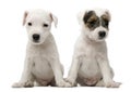 Parson Russell Terrier puppies sitting