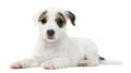 Parson Russell Terrier puppy lying