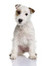 Parson Russell terrier puppy, sitting Royalty Free Stock Photo