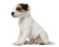 Parson Russell Terrier puppy sitting Royalty Free Stock Photo