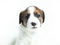 little puppy looking at the camera on white background Royalty Free Stock Photo