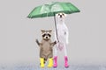 Parson Russell Terrier and raccoon standing in the rain