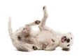 Parson Russell Terrier rolling over Royalty Free Stock Photo
