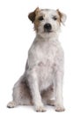 Parson Russell Terrier sitting