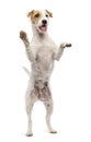 Parson Russell Terrier standing on hind legs