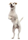 Parson Russell Terrier standing on hind legs