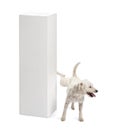 Parson Russell terrier urinating on a pedestal Royalty Free Stock Photo