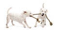 Parson Russell terriers playing with a rope