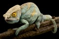 Parson\'s chameleon (Calumma parsonii) male