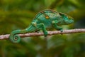 Parson\'s chameleon, Calumma parsonii, forest habitat. Exotic beautifull endemic green reptile with long