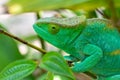 Parson`s chameleon, Calumma parsonii, Peyrieras Madagascar Exotic, Madagascar wildlife