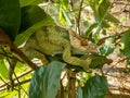 Parson\'s chameleon, Calumma parsonii, Peyrieras Madagascar Exotic, Madagascar wildlife