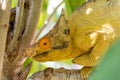 Parson\'s chameleon, Calumma parsonii, Peyrieras Madagascar Exotic, Madagascar wildlife