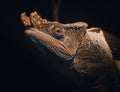Close-Up Shot of a Parson`s Chameleon Royalty Free Stock Photo