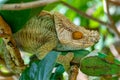 Parson`s chameleon, Calumma parsonii, Peyrieras Madagascar Exotic, Madagascar wildlife