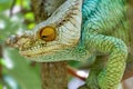 Parson`s chameleon, Calumma parsonii, Peyrieras Madagascar Exotic, Madagascar wildlife