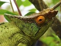 Parson's chameleon (Calumma parsonii)