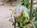 Parson's chameleon (Calumma parsonii)