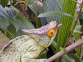 Parson's chameleon (Calumma parsonii)