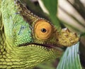 Parson's chameleon (Calumma parsonii)