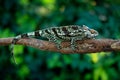 Parson`s chameleon, Calumma parsonii sitting on the branch in forest habitat. Exotic beautifull endemic green reptile with long