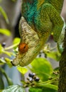 Parson\'s chameleon (Calumma parsonii) walking down the tree, closeup detail blurred plants background