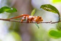 Parson`s chameleon, Madagascar Wildlife