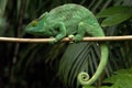 Parson's Giant Chameleon