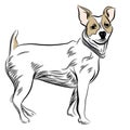 Parsons Jack Russell Terrier Dog Royalty Free Stock Photo