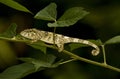 Parsons kameleon, Parson's Chameleon, Calumma parsonii Royalty Free Stock Photo
