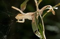 Parsons kameleon, Parson's Chameleon, Calumma parsonii