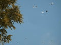 Part of the acacia crown, falling leaves and flying doves against the blue sky