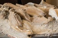 Part Ancient Old Mammoth Jaw. Archeology