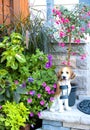 Part of the backyard garden with annual flowers, petunias and dog lantern