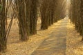 The part in bamboo forest. Royalty Free Stock Photo