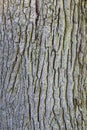 Part of bark on trunk of old oak tree Royalty Free Stock Photo