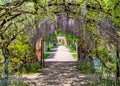 Wisteria Tunnel at Hampton Court Castle, Herefordshire, England.