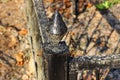 Part of a black iron shabby and dirty barrier in a cemetery