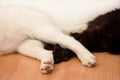 Part of black and white cats paws, close up. Sleep in room of apartment. Two dear sweet female cats enjoy on wooden cabinet.