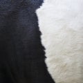 Part of black and white hide on side of cow Royalty Free Stock Photo