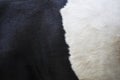 Part of black and white hide on side of cow Royalty Free Stock Photo