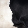 Part of black and white hide on side of cow Royalty Free Stock Photo