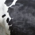 Part of black and white hide on side of cow Royalty Free Stock Photo