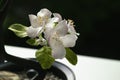 part of a blooming bonsai apple tree close-up