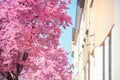 Part of Blooming Pink Prunus tree against building in perspective