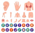 Part of the body, limb cartoon,flat icons in set collection for design. Human anatomy vector symbol stock web Royalty Free Stock Photo