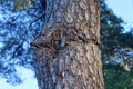 Part of a brown pine tree with a crack with an ingrown iron bar Royalty Free Stock Photo